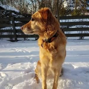 Meet your Posher, Dineen